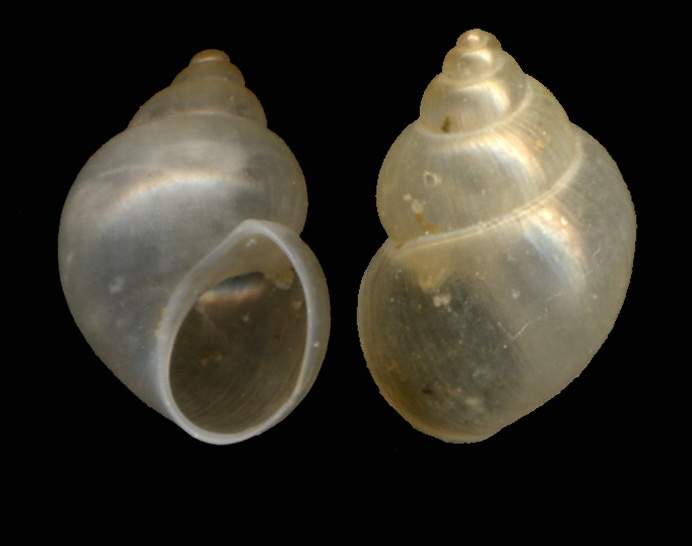 Epitonium commune, Gyroscala lamellosa